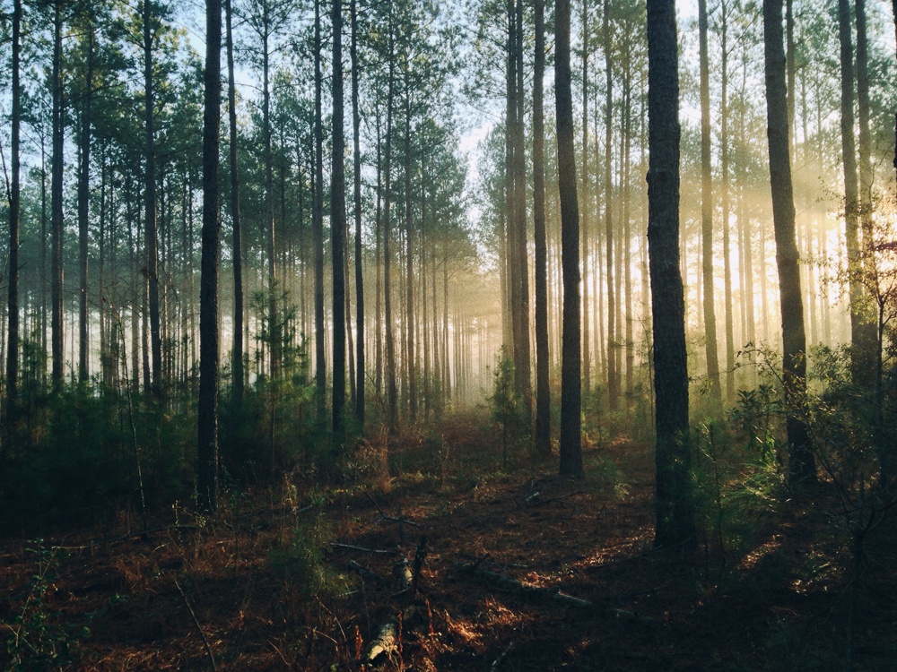 Sonnenschein durch den Wald